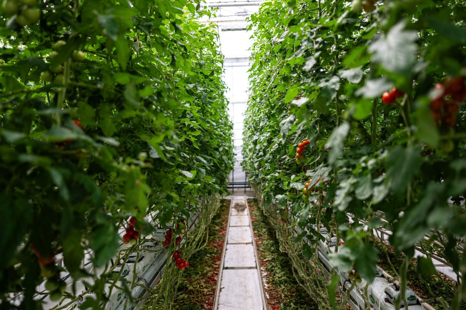 Farma Bezdínek pěstuje rajčata celoročně díky hydroponii.