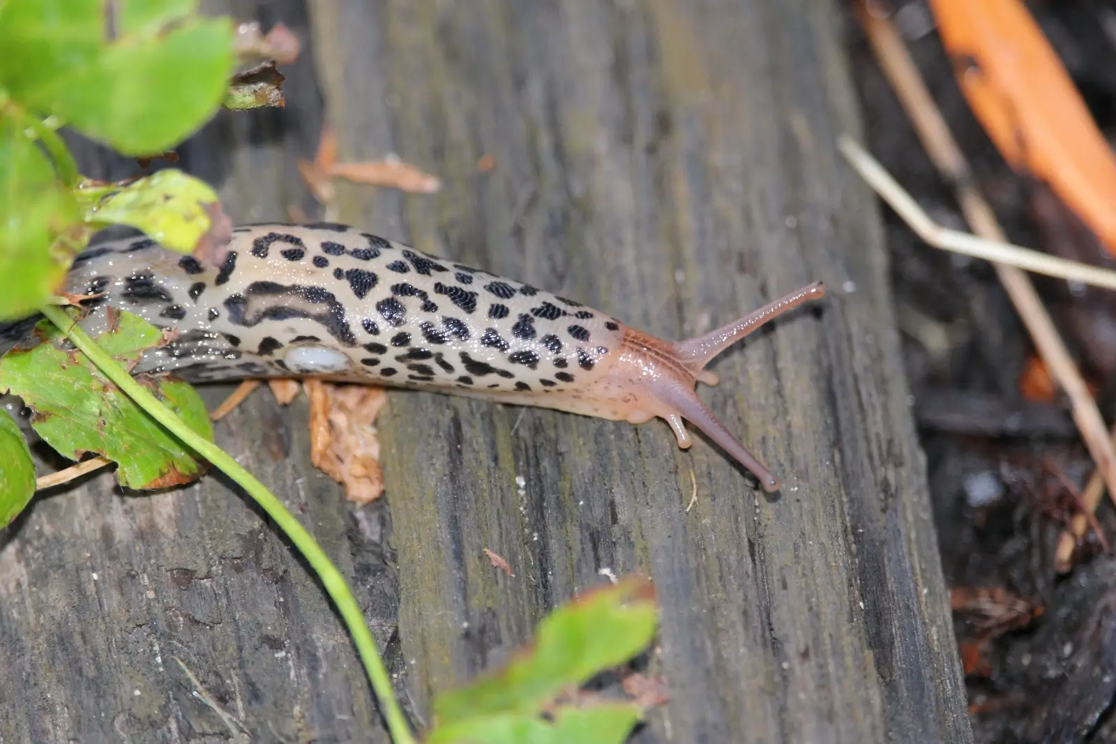 Slimák leopardí. 