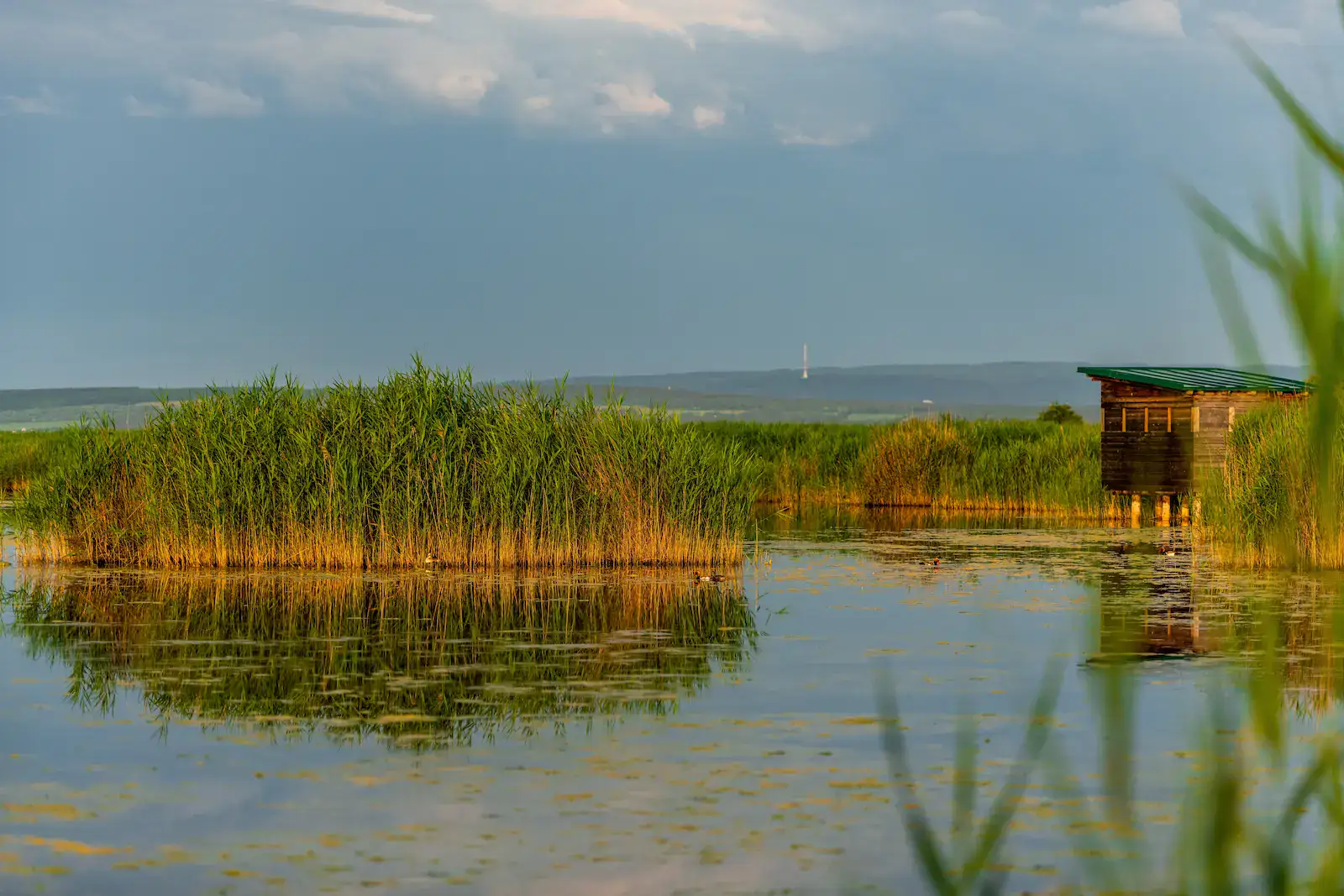 Neziderské jezero je z velké části pokryté rákosím.