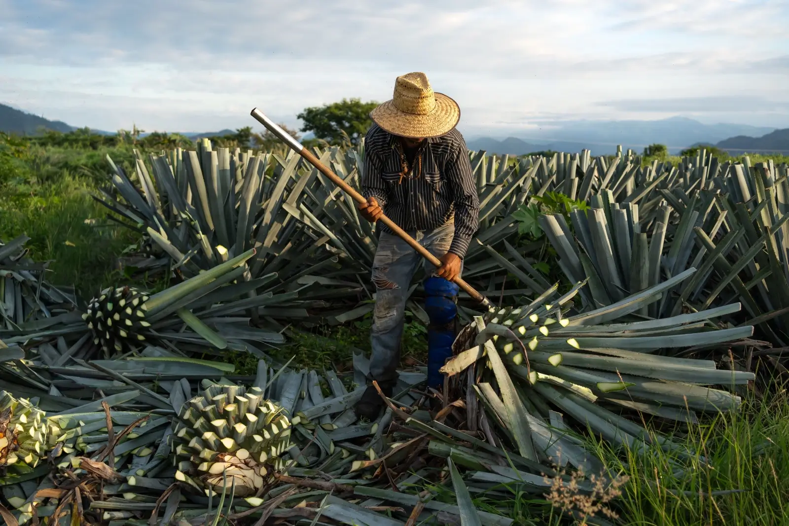 Agáve, stejně jako nápoj mezcal, neodmyslitelně patří ke státu Oaxaca. 