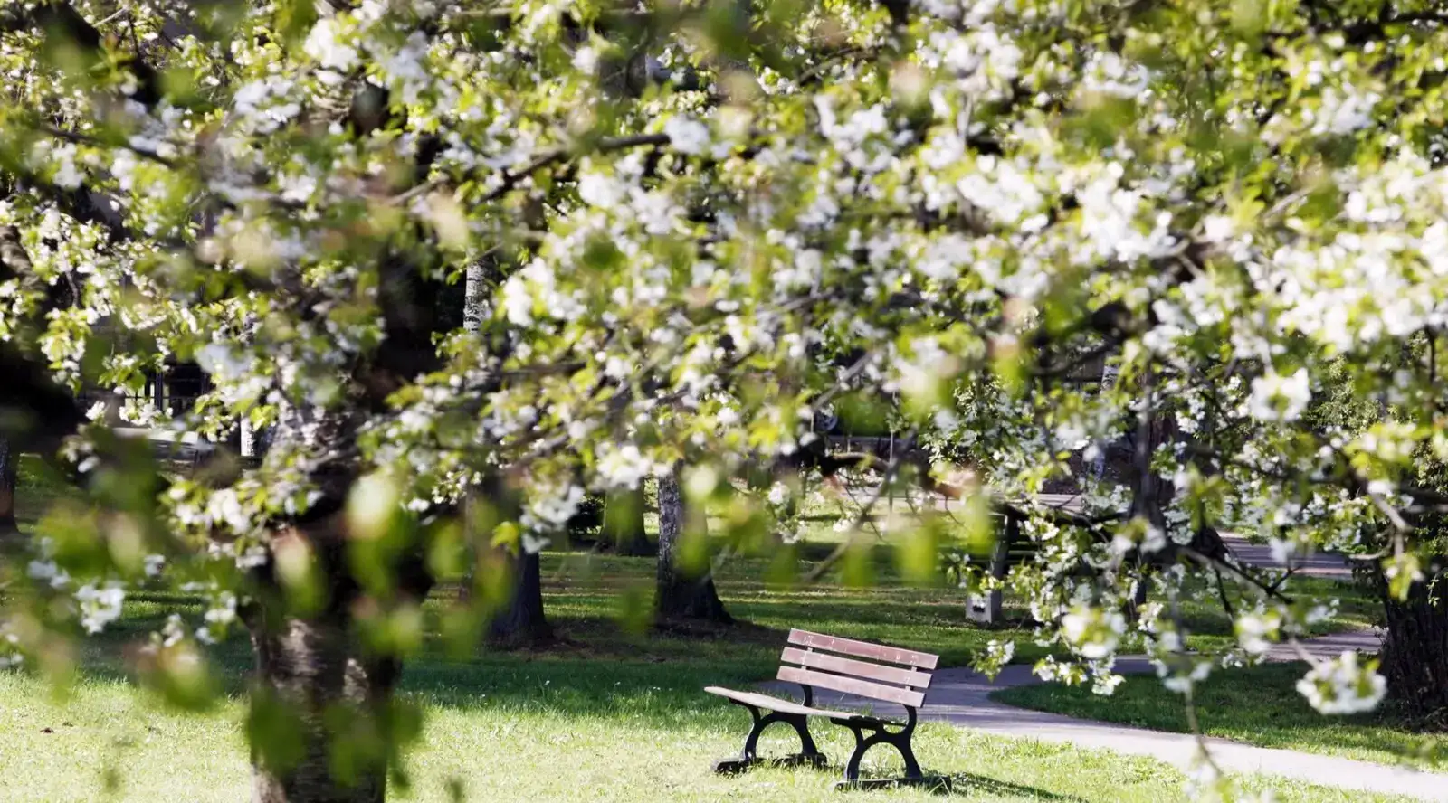 Hamzovo arboretum