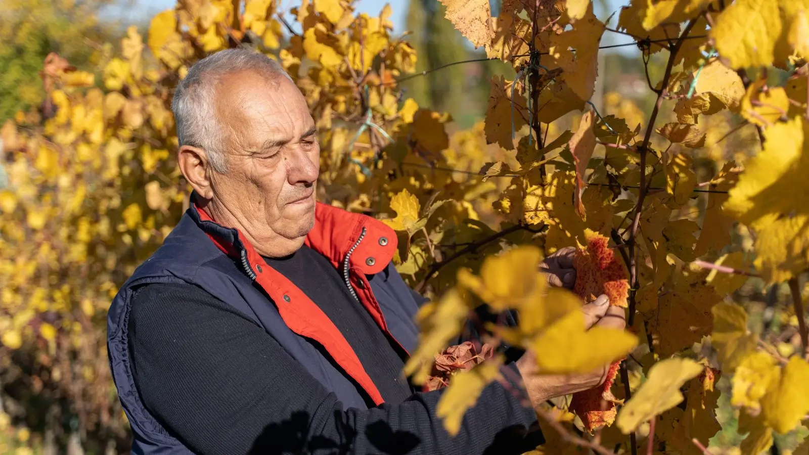 Senior si prohlíží uschlé listy od vinné révy.