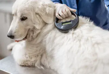 Čip není GPS. Majitelé psů často netuší, jaké informace z něj policie a veterináři skutečně získají