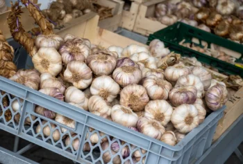 Farmářský česnek nemusí být automaticky kvalitnější. Při nákupu si všímejte i jiných znaků než jen velikosti palice
