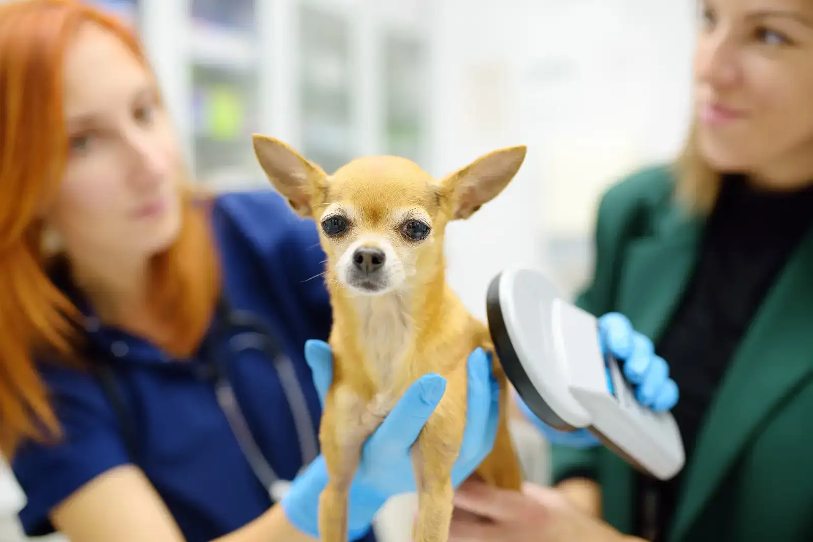 Veterinářka se snaží načíst čip.