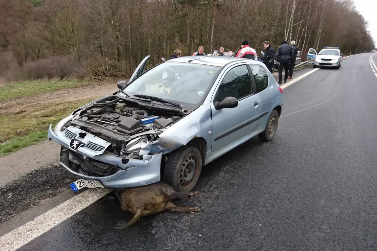 Řidič se čelně srazil s divokým prasetem.