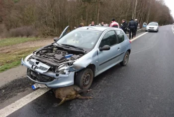 Řidiči by měli v říjnu zbystřit. Střety se zvěří jsou právě teď nejčastější a škody jdou do desetitisíců