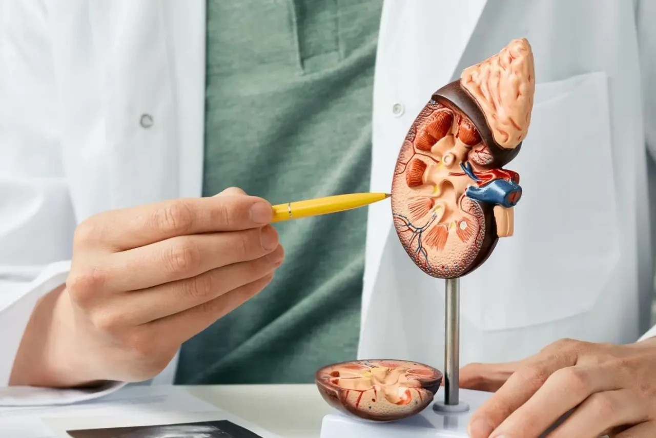 Lékař ukazuje anatomii ledvin.